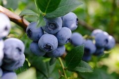 Image Wild blueberries