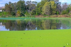 Image fresh water alga on lake surface