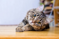 Image A tabby cat lays on its stomach and cocks its head to one side.