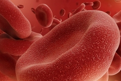 Image Red blood cells flowing in the blood.