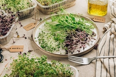 Image microgreens on a plate