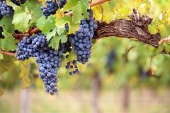 Image grapes hanging from vine