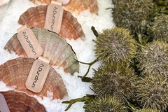 Sea shells and seaweed on ice with tags