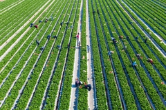 Farmers workers picking fruit in the field