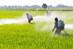 Pesticides.