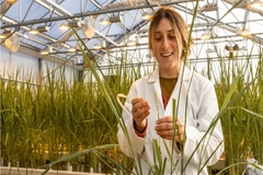 Lundburg Family Farms developed new rice variety