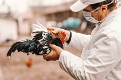 The USDA invests US$1B to combat the spread of bird flu.