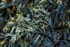 Seaweed