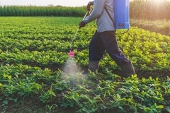 Farmer injecting fertilizer into vegetable fields