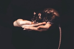 Image Hands holding a rat.