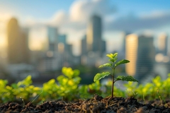 Image A budding tree begins to grow on a hill overlooking a city.