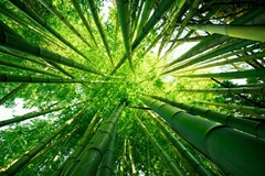 bamboo forest