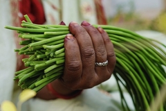 Image Hand holding moringa plant pods.