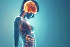 Image Gut-brain axis