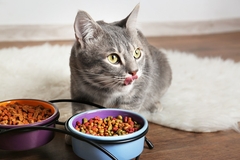 Image grey cat with pet food pellets in a bowl
