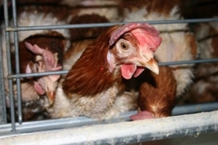 Image Chicken.