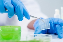 Image a scientist's hand holding aloe vera slice for testing in the lab