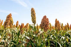 Sorghum fields
