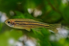 Image A zebrafish.