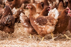 Image Poultry