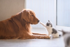 Image A cute grey and kitten boops an adult Irish Setter on the nose while sitting on a white floor.