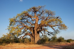 Image Baobab tree