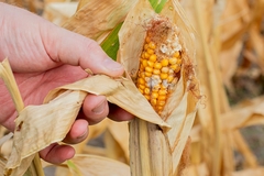 Image A diseased corn.