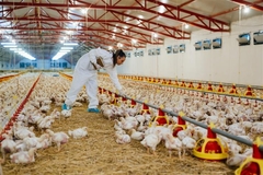 Image Person monitoring chicken health and welfare.