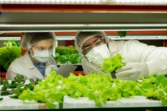Image Two workers examine lettuce to ensure food safety.