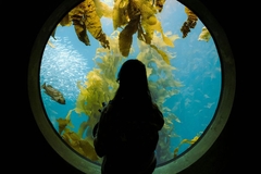 Woman standing in front of glass with seaweed