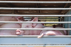 Image Pigs in transport.