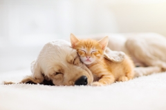 Image Cat and dog