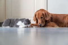 Image Cat and dog eating pet food