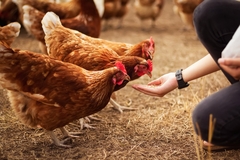 Image hand feeding several chickens on a farm