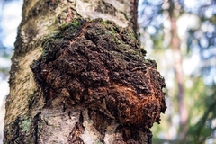 Image Chaga on a birch tree