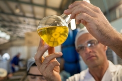 Image male scientist examining olive oil