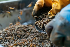Image Larvae production in the insect farming sector.