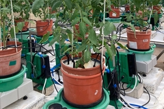 Greenhouse setup with lysimeter system.