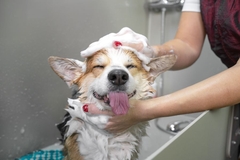 Image dog washing