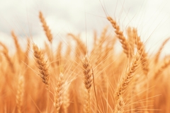 Wheat crops growing in the field.