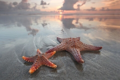 Image two starfishes on shore