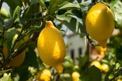 Image Citrus growing on a tree.