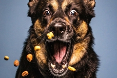 Pet food