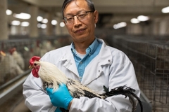 Image a mature scientist in a lab coat with a hen in his arms standing in a chicken farm
