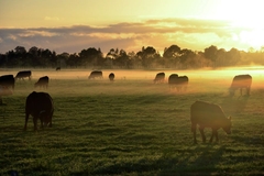 Image Cows.