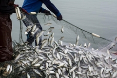Image A fishing vessel.