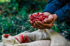 A farmer holding coffee beans.