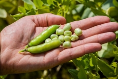 Image palms holding faba beans