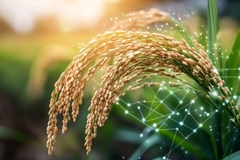 Image rice plant