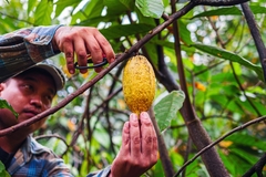 Image Farmer harvesting cocoa.